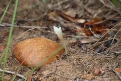 Apodolirion macowanii