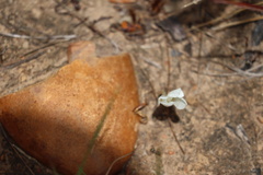 Apodolirion macowanii