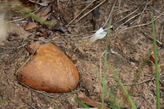 Apodolirion macowanii