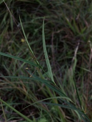 Vincetoxicum pycnostelma