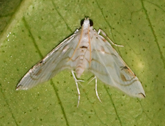Neurophyseta clymenalis