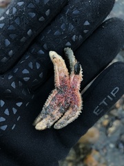 Anasterias antarctica