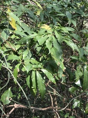 Syzygium nervosum
