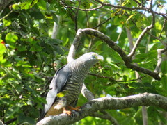 Chondrohierax uncinatus