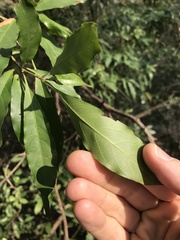 Syzygium nervosum