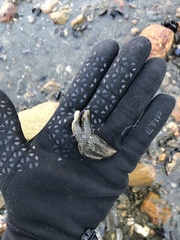 Anasterias antarctica
