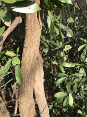 Syzygium nervosum