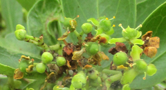 Elaeodendron transvaalense