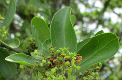 Elaeodendron transvaalense