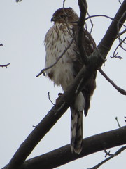 Accipiter cooperii