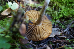 Cortinarius iliopodius