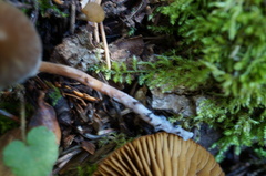 Cortinarius iliopodius