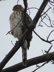 Accipiter cooperii