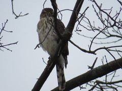 Accipiter cooperii