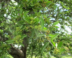 Elaeodendron transvaalense