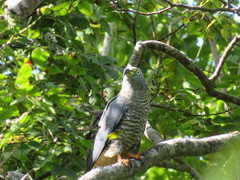 Chondrohierax uncinatus