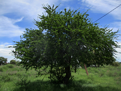 Elaeodendron transvaalense