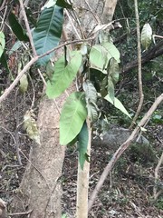 Syzygium nervosum