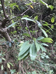 Syzygium nervosum