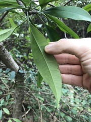 Syzygium nervosum