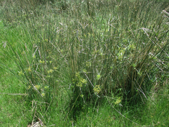 Elaeodendron transvaalense