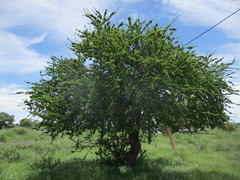 Elaeodendron transvaalense