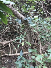 Syzygium nervosum