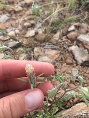 Chaenactis macrantha