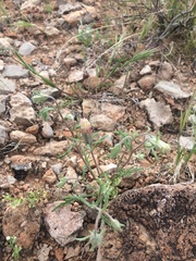 Chaenactis macrantha