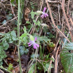Silene dioica