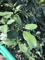 Syzygium nervosum