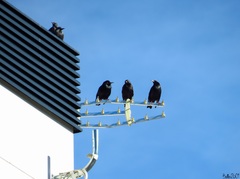 Sturnus unicolor