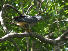 Chondrohierax uncinatus