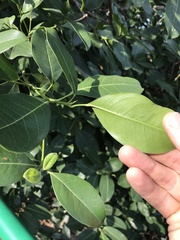 Syzygium nervosum
