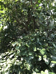 Syzygium nervosum