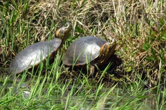 Trachemys dorbigni