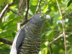 Chondrohierax uncinatus