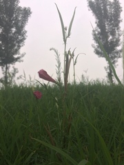 Incarvillea sinensis