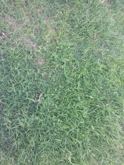 Phyllolobium chinense