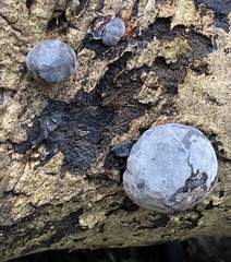 Daldinia concentrica