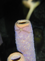 Ophiotrichidae