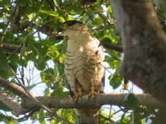 Chondrohierax uncinatus