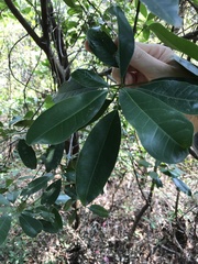 Syzygium nervosum