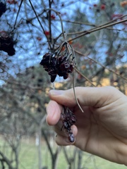 Viburnum opulus