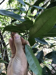 Syzygium nervosum
