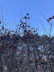 Viburnum opulus