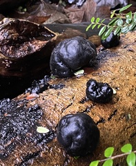 Daldinia concentrica