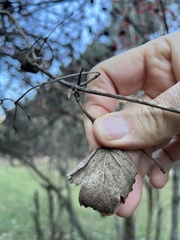 Viburnum opulus