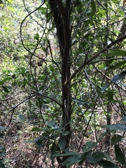 Syzygium nervosum