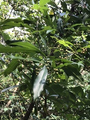 Syzygium nervosum